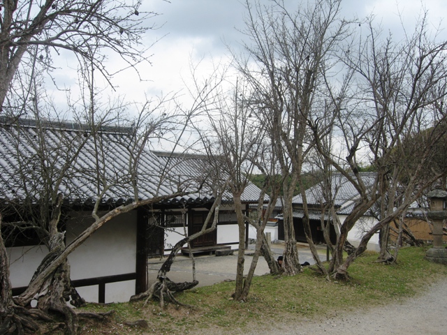 Quan niệm về cây và hoa khô trong phong thủy